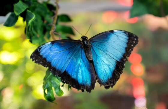 Butterfly
