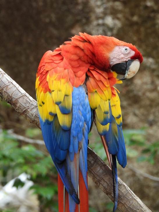 Parrot